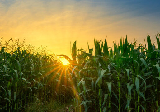 Sunset over green cornfield landscape