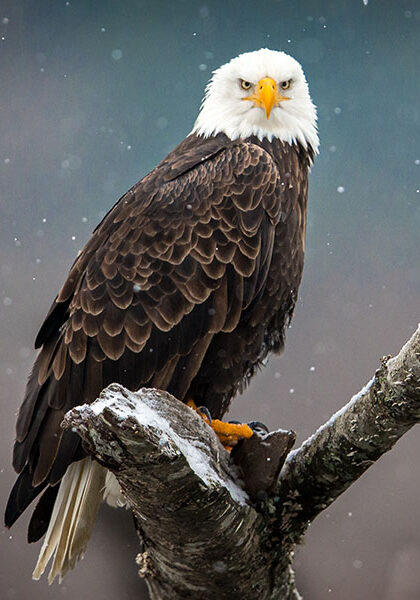 Bald eagle perched on a snowy branch.