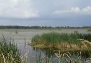 Scenic marshland with dense reeds and cloudy sky.